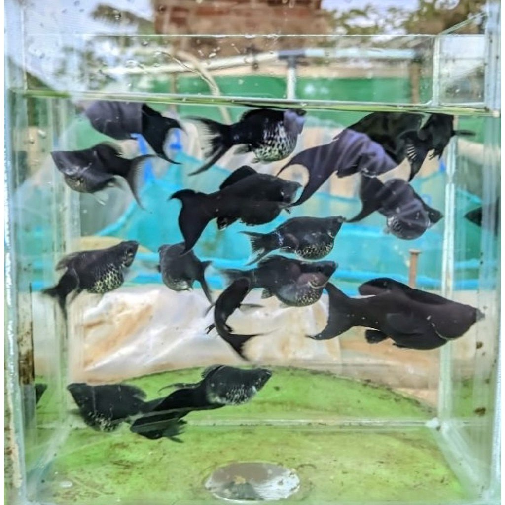 ikan Molly super black balon indukan PREMIUM (1 paket breeding 6ekor)