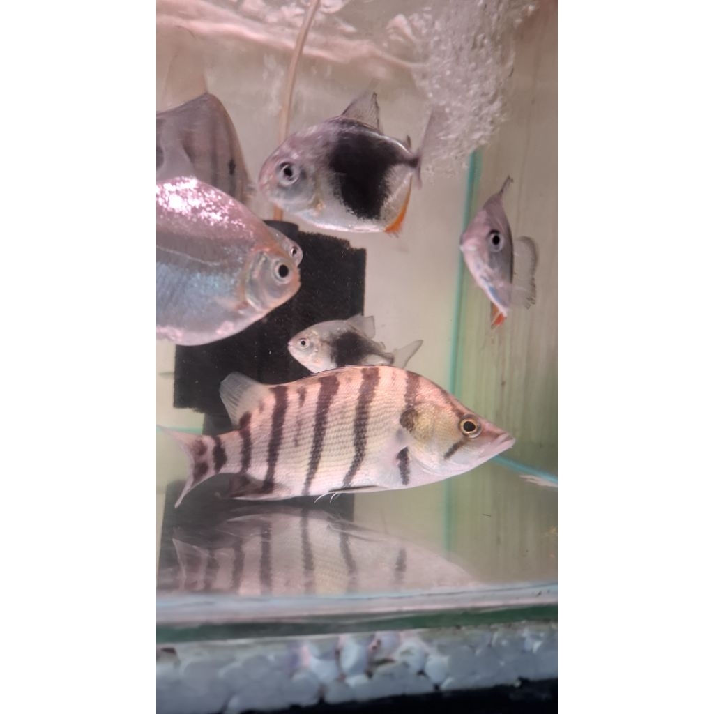 jual tiger datz silver size 15cm