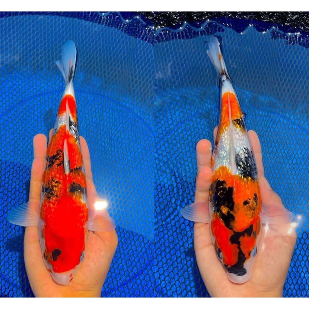 vitamin ogrinal ikan hiyas koi Naruto biju panca warna dekorasi akuarium 2 ekor semoga selamat sampa