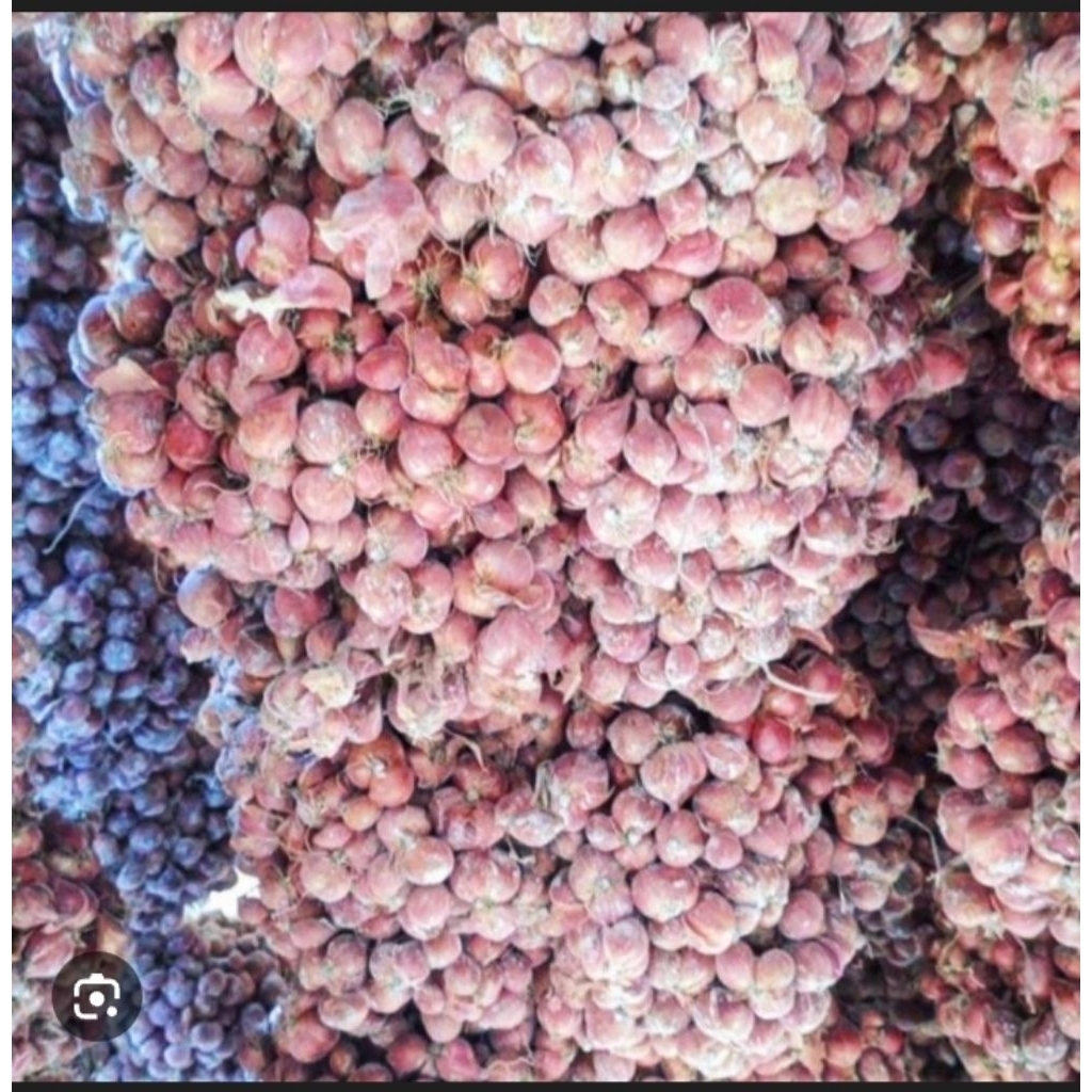 Bibit Bawang Merah Nganjuk varietas tajuk berat 10kg / Bibit bawang merah Nganjuk usia 2 bulan / Bib
