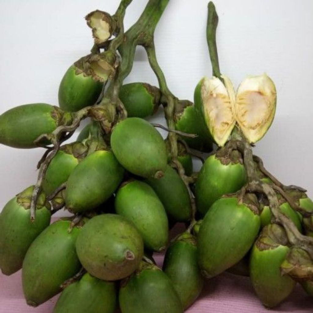 PINANG MUDA SEGAR 1 KG /BUAH PINANG /JAMBE MUDA /PINANG MUDA