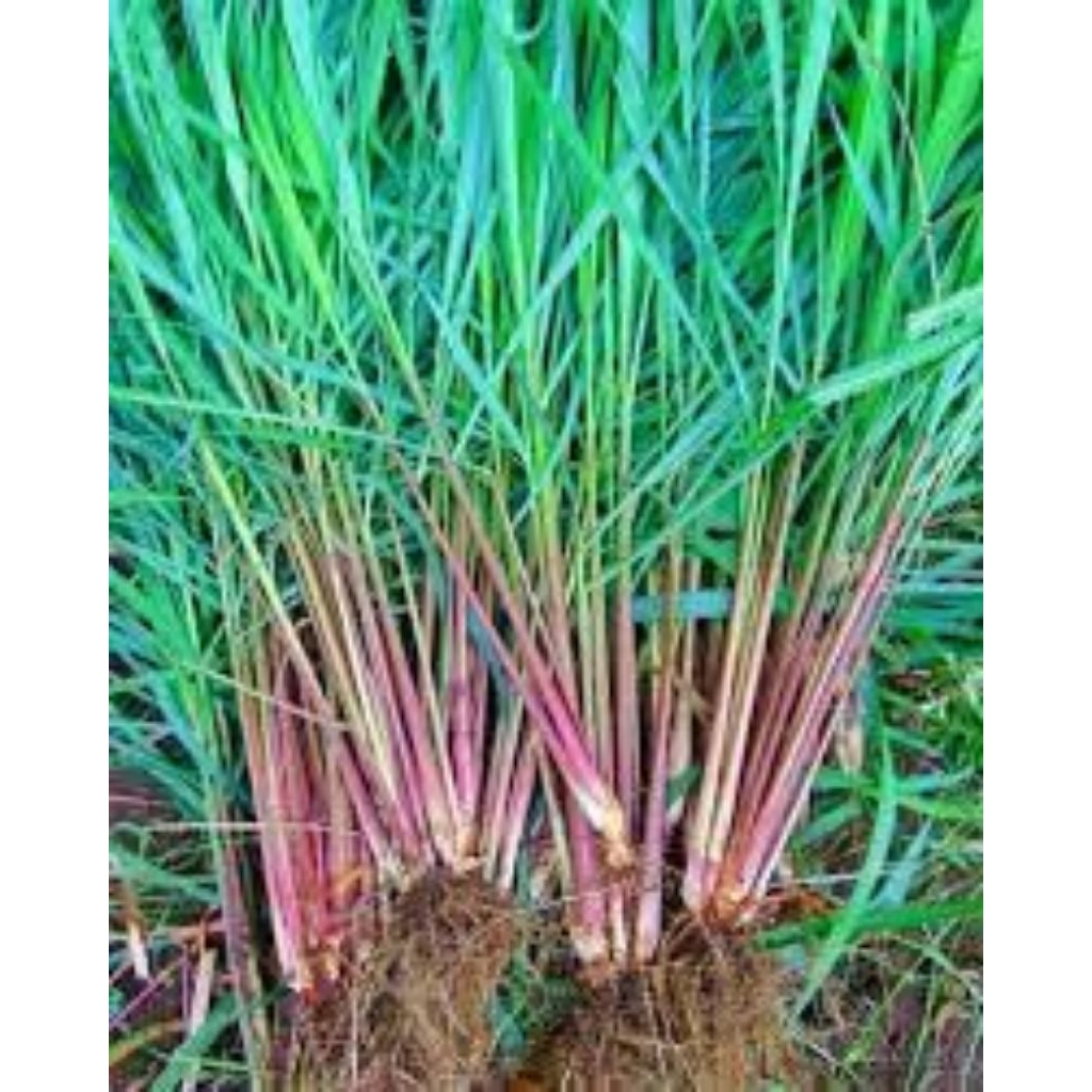 Sereh wangi sereh merah+akar segar 500 gram/ Sereh wangi sereh merah sereh masak segar 500 gram