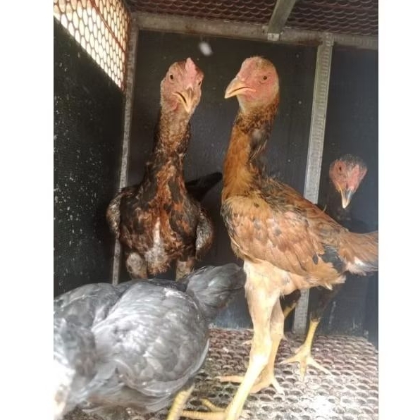 Ayam Bangkok Birma / pama Asli Muda Usia 4-5bln