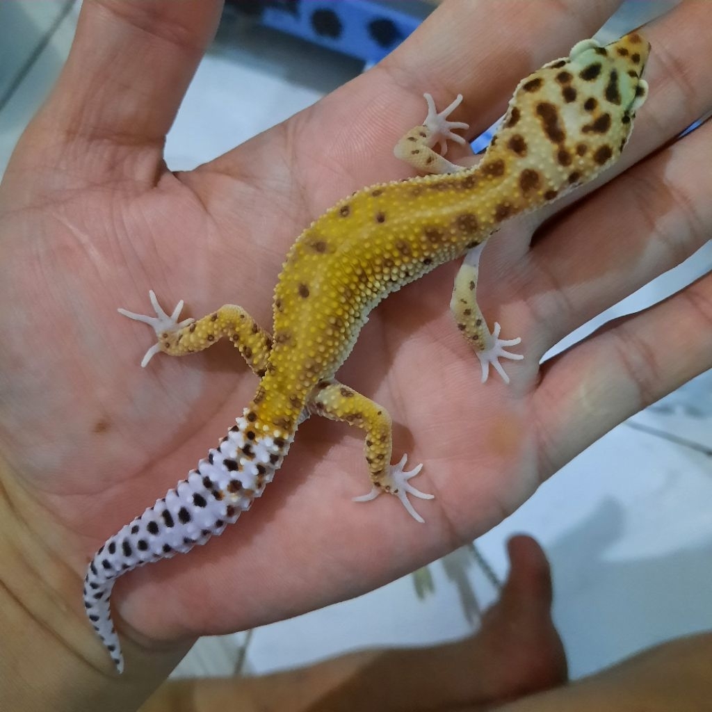Hiasan Rumah sesuai foto Gecko Leopard Macksnow Het Eclips