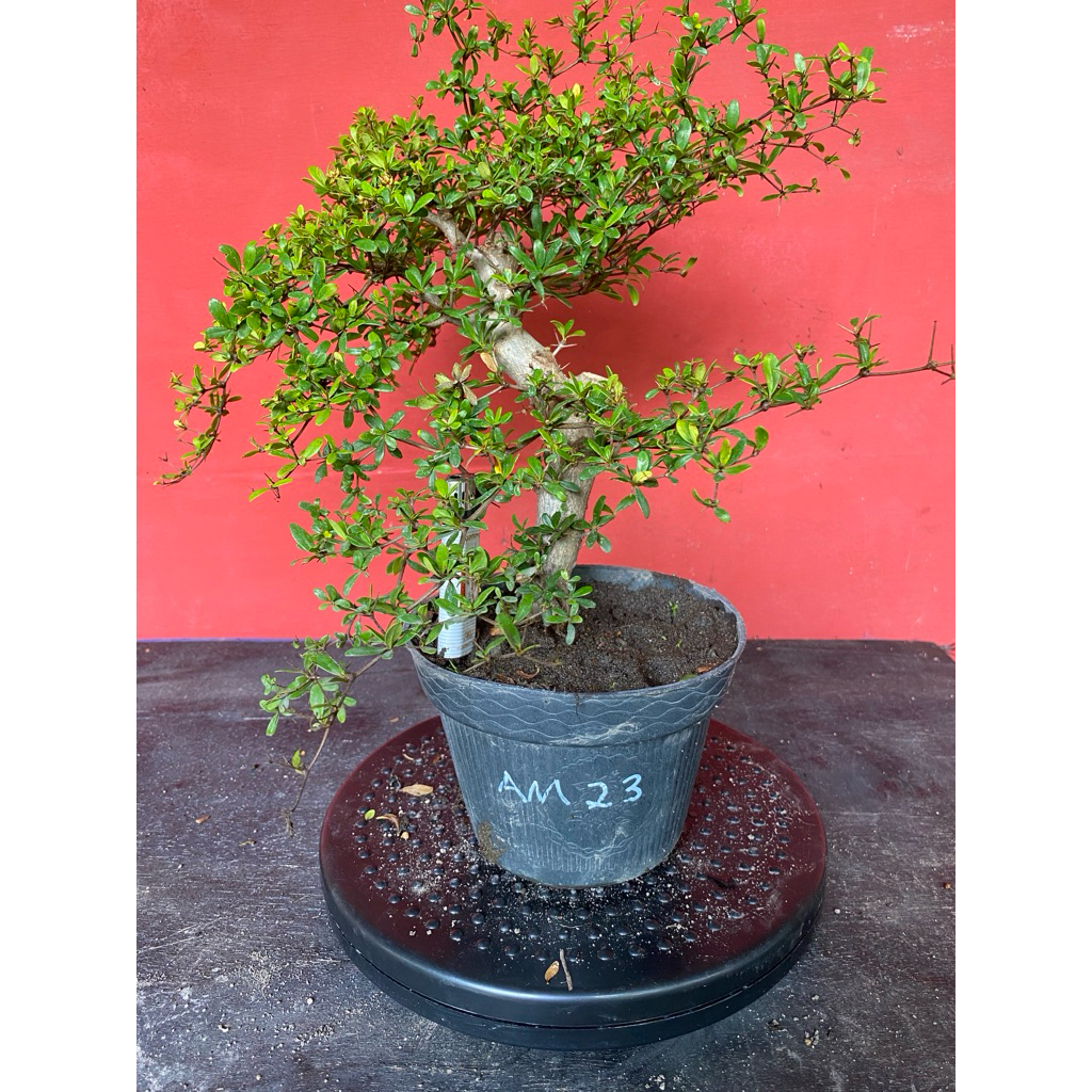Bahan Bonsai Black Olive