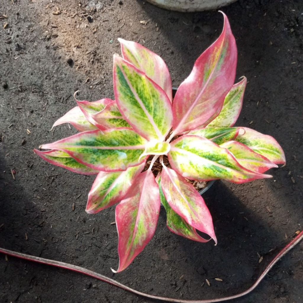 aglonema lipstik orange