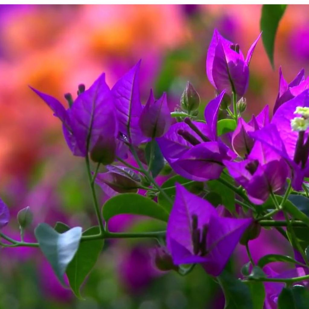 Bougenville ungu - tanaman hias bunga Bougenville berbunga ungu pekat