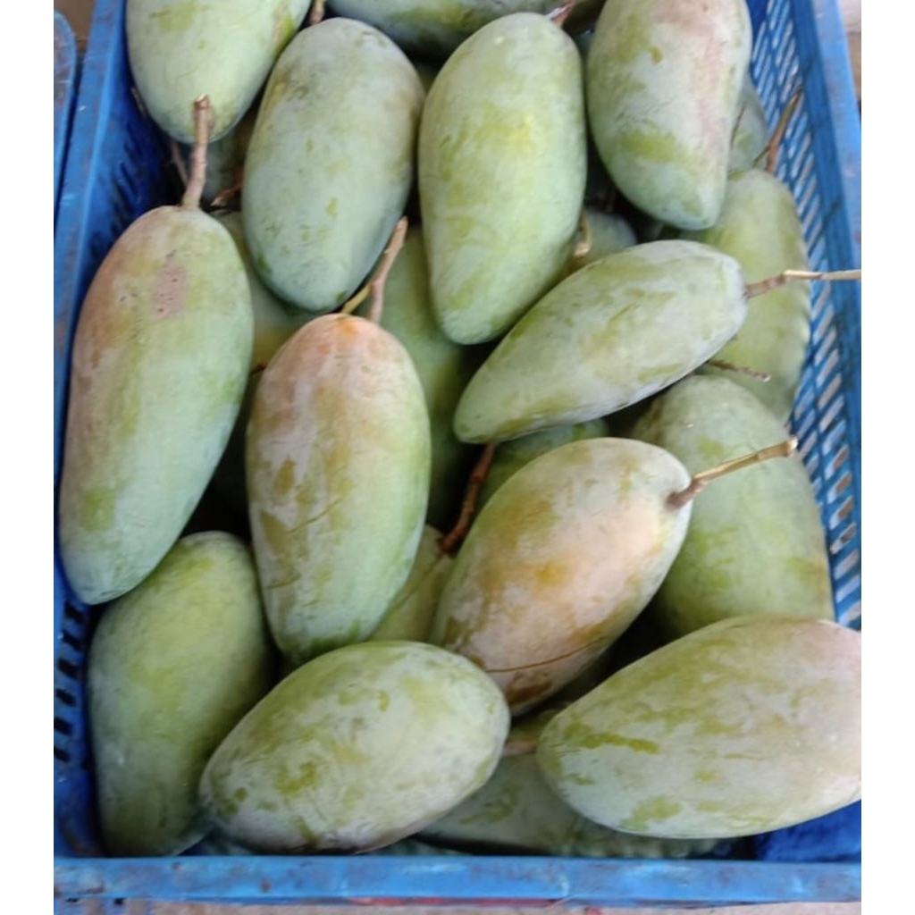 Mangga Kiojay mengkal kriuk buat rujak +- 1kg