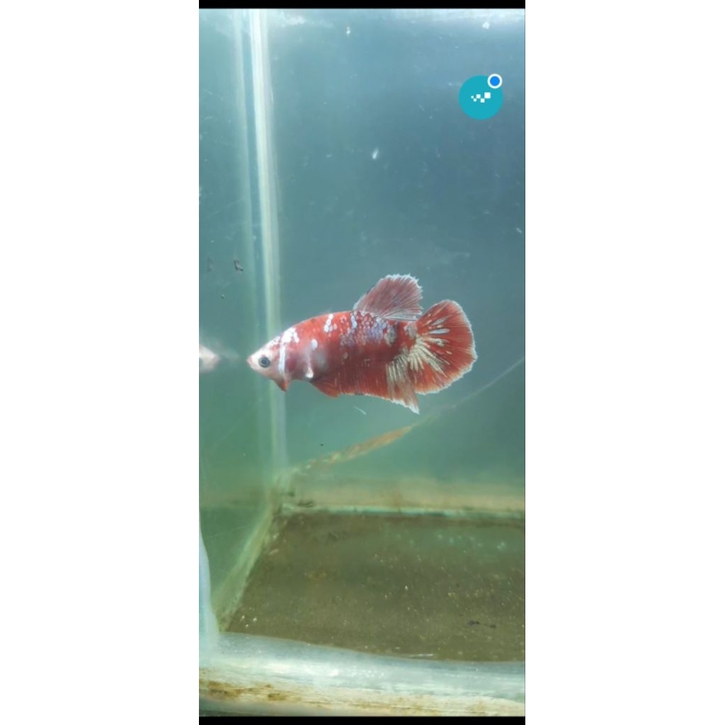 hiasan aquarium red barongsai 054