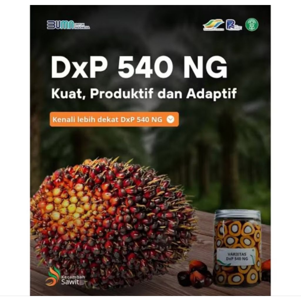 Benih Sawit unggul PPKS 540 NG ORIGINAL