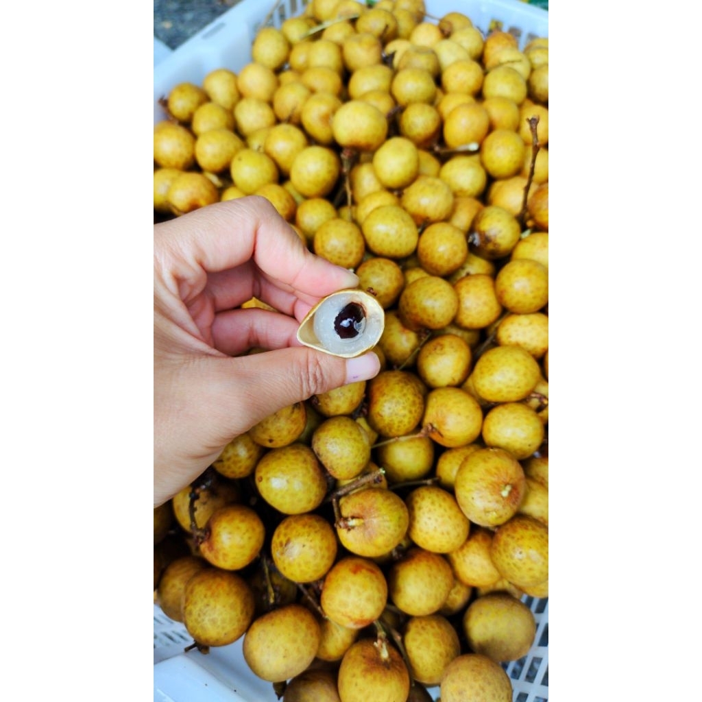 Kelengkeng Bangkok import 1kg