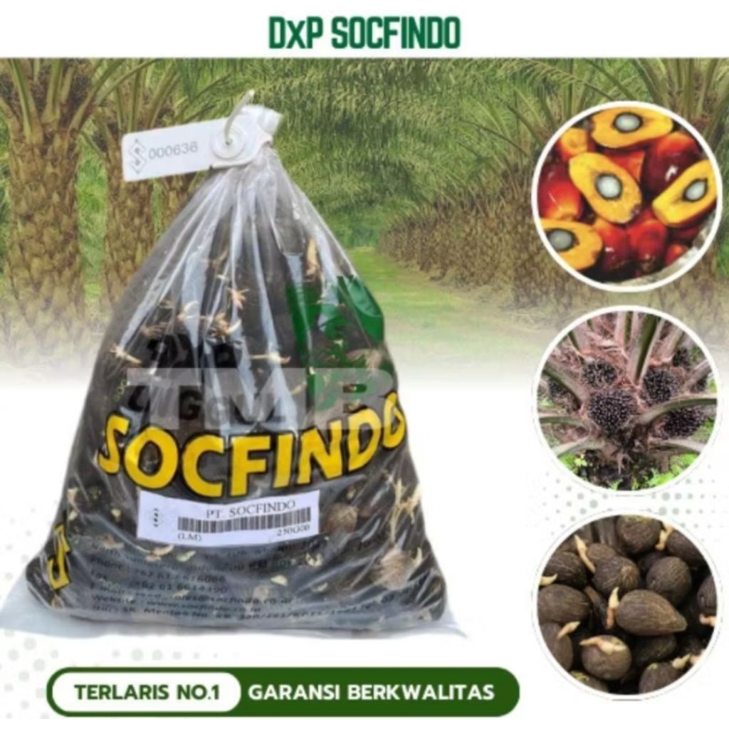 Benih Sawit Unggul SOCFINDO yangambi original