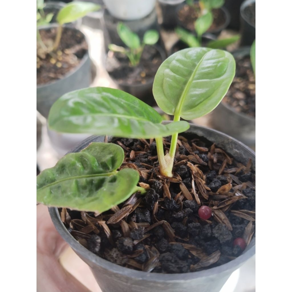 anthurium reflexinervium original