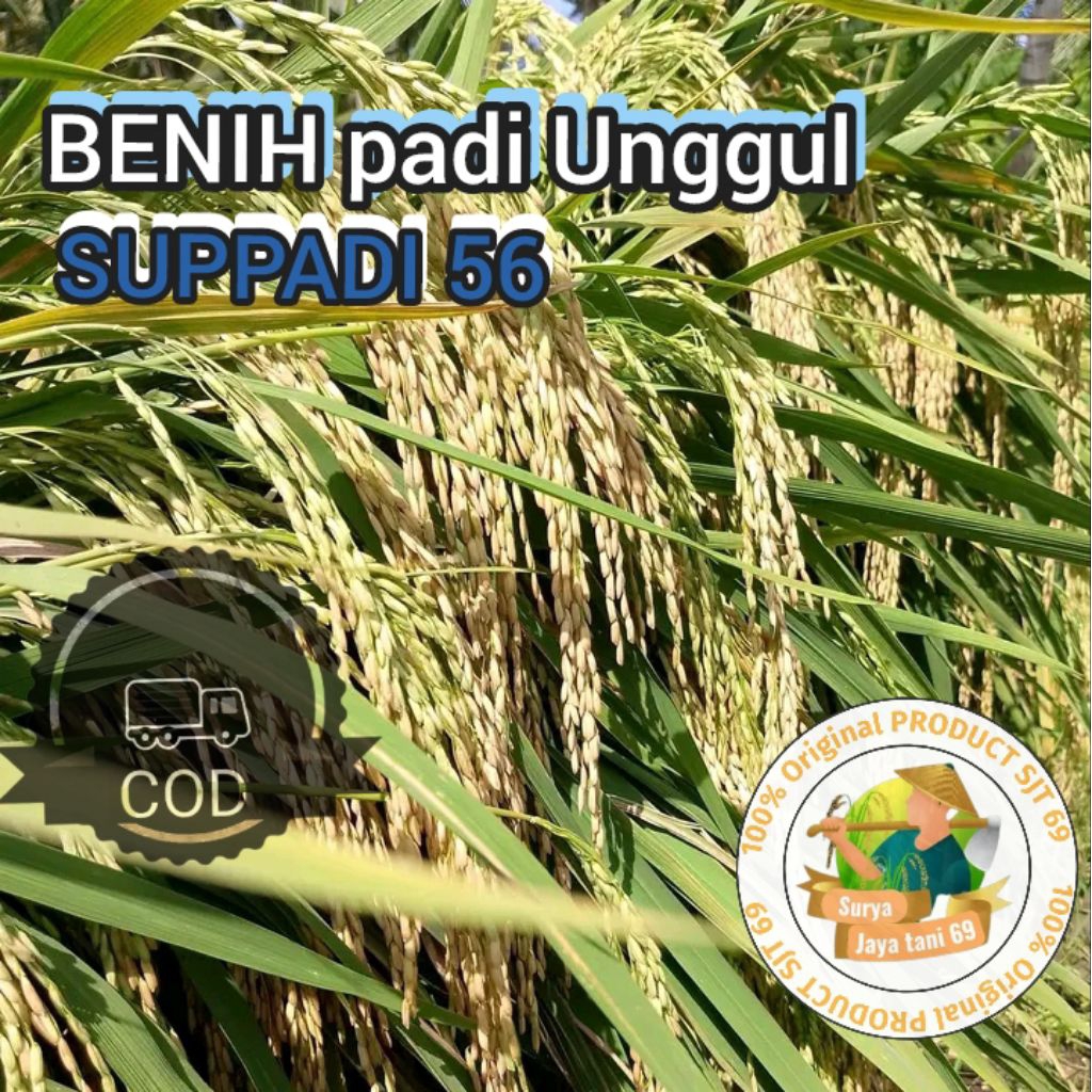 Benih padi Unggul varietas SUPPADI 56 Kemasan 5KG potensi hasil Panen yang sangat Tinggi