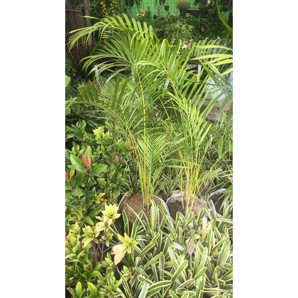 TANAMAN INDOOR PALEM KUNING +- 1 meter
