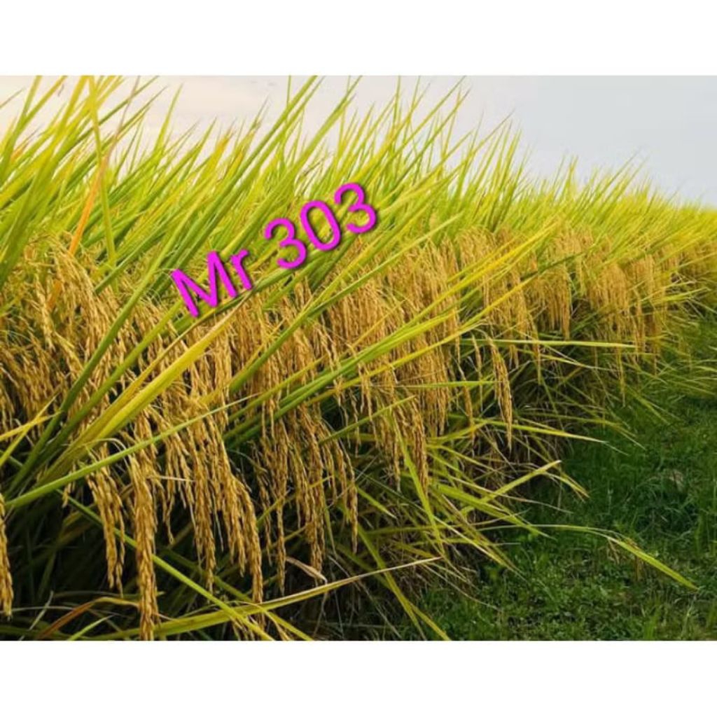 BENIH PADI MR303 kemasan 1kg