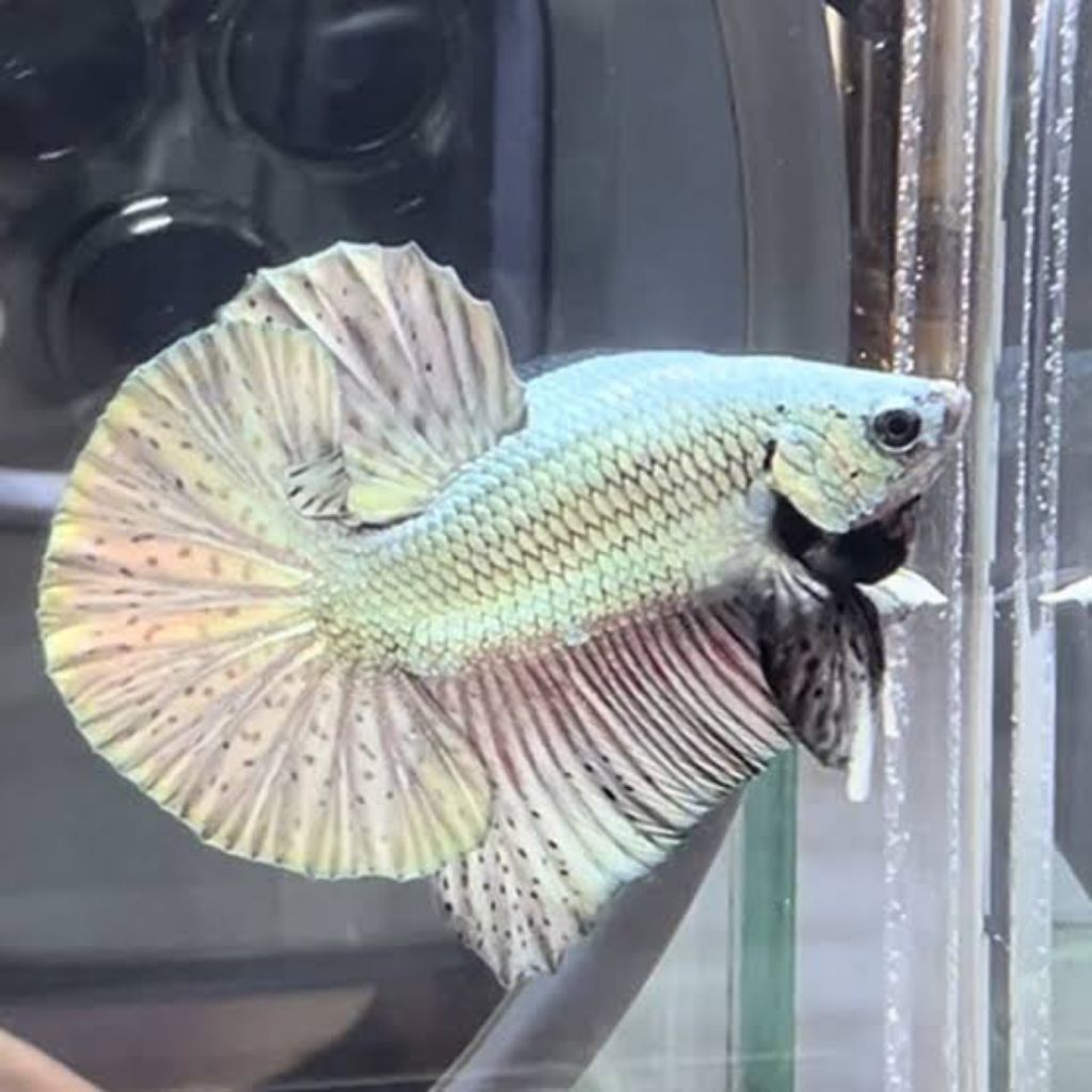 AKSESORIS CUPANG HMPK DASAR COOPER