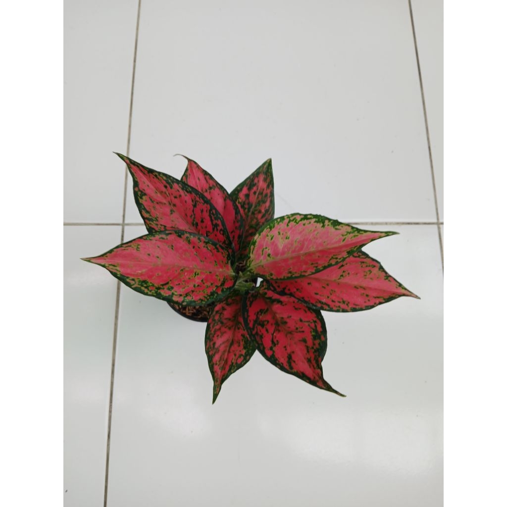 Aglaonema red king cultur