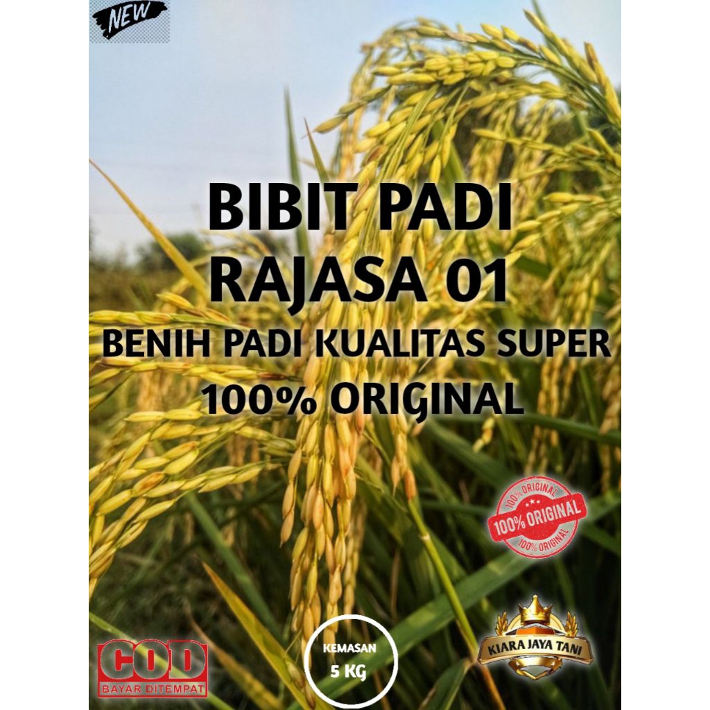 ( 5KG ) BIBIT PADI RAJASA 01, BENIH PADI KUALITAS SUPER 100% ORIGINAL