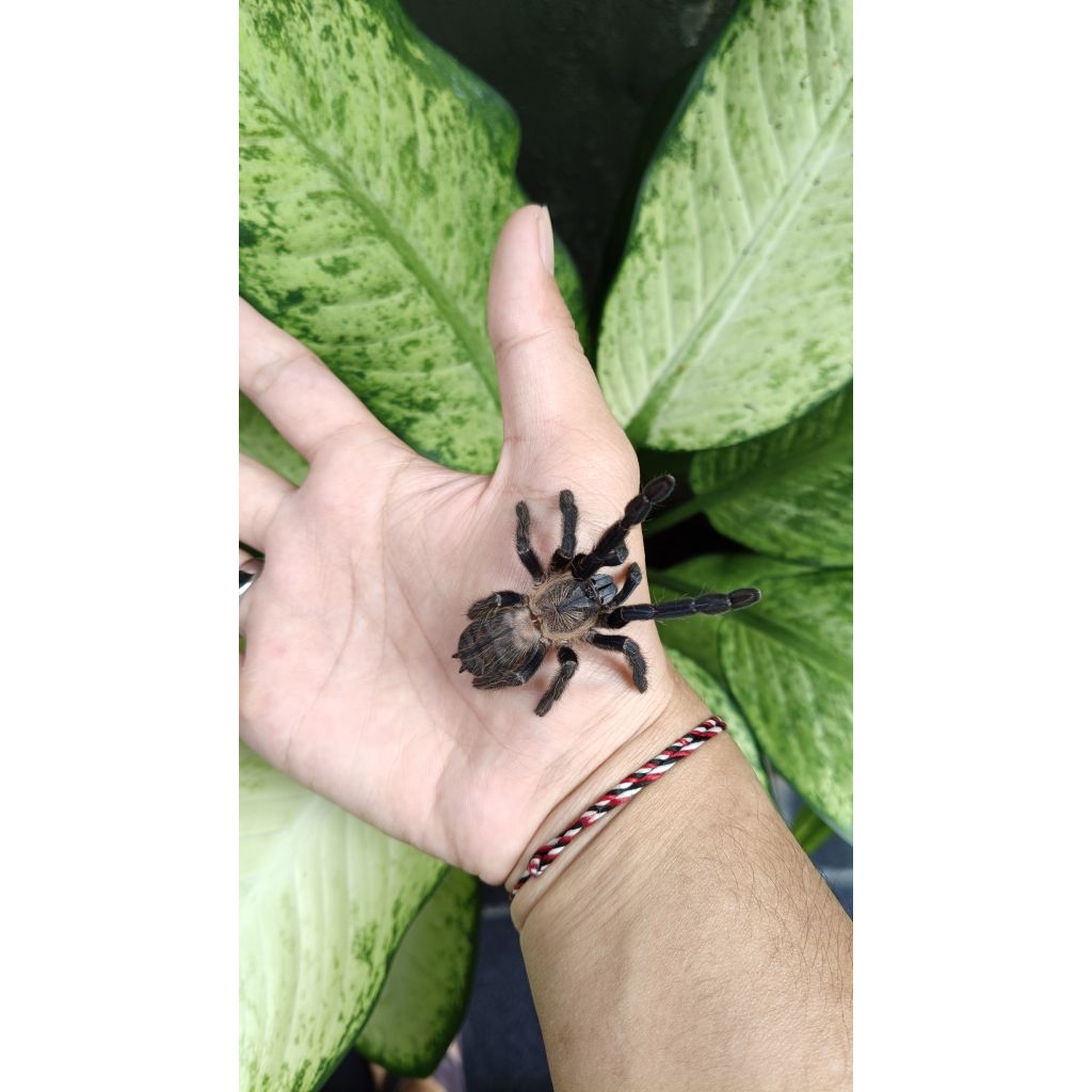 Cyriopagopus SP Hati Hati (Unsex)