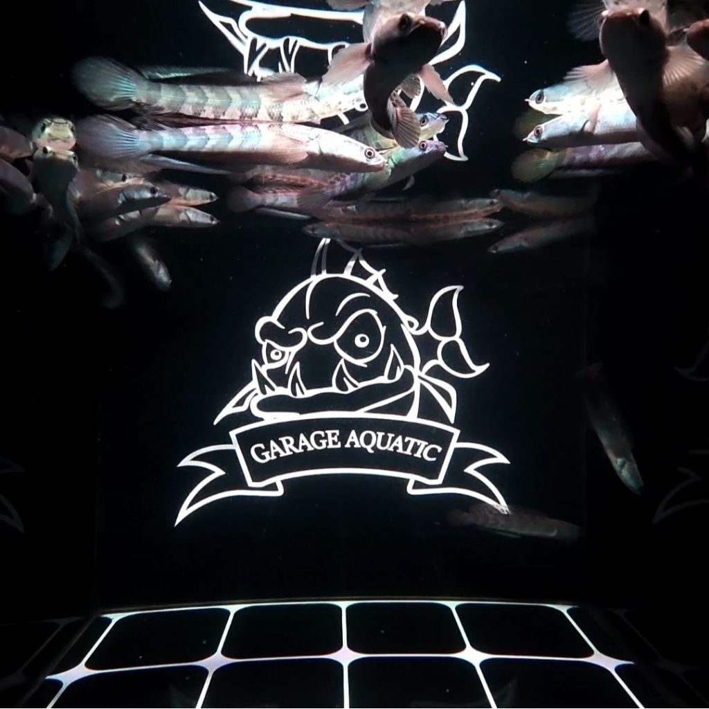 (INSTANT) CHANNA RED BARITO IKAN HIAS PREDATOR AKUARIUM KOLAM