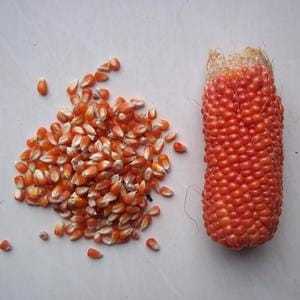 Biji/Benih/Bibit Tanaman Jagung Cristal / Benih Jagung Kristal Jagung Kecil Kristal Kering Pakan Bur