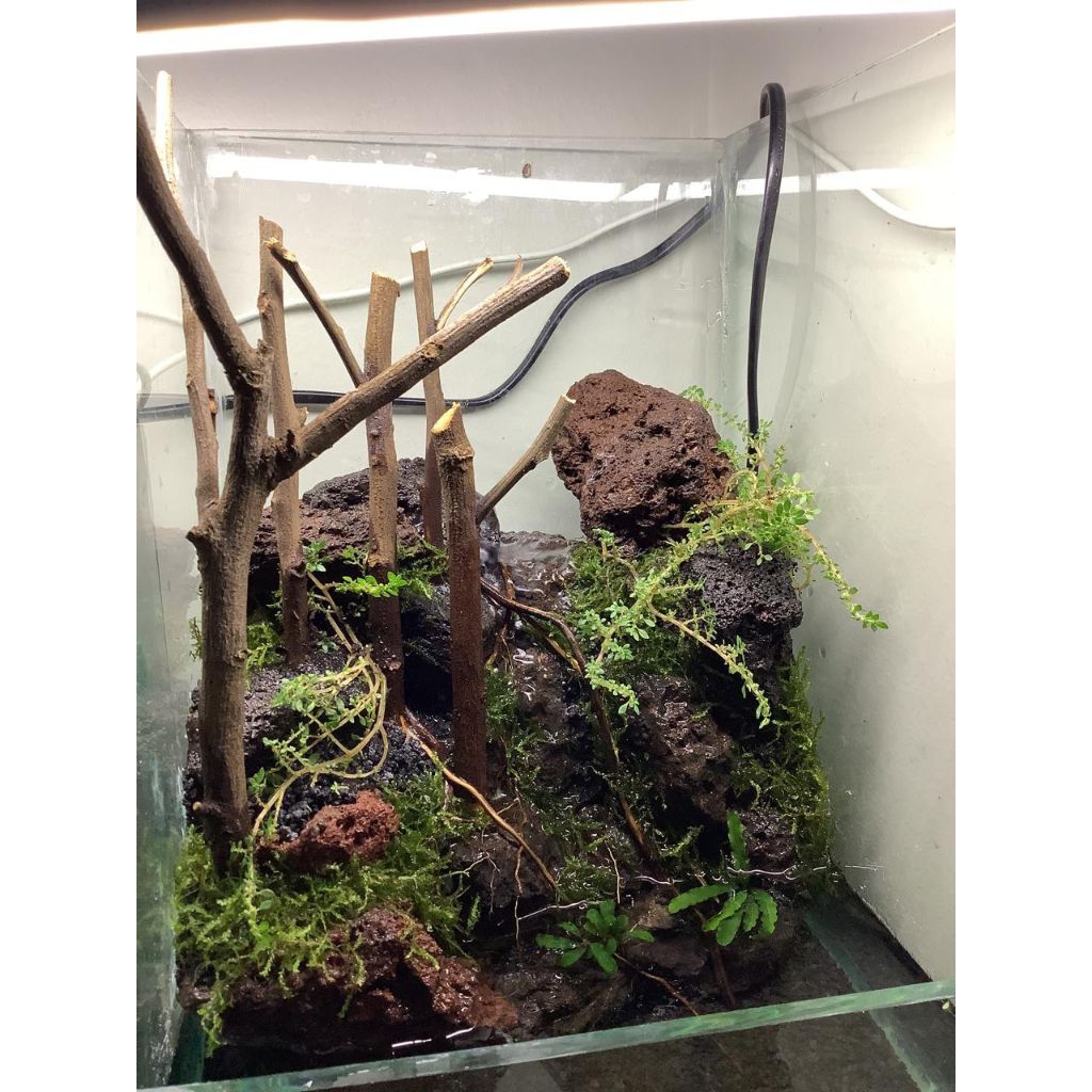 PALUDARIUM AIR TERJUN 20.20.30
