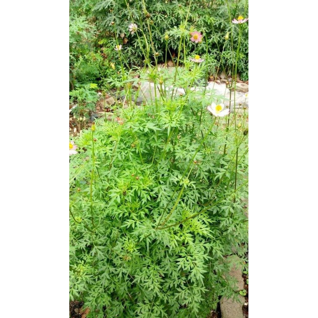 Benih sayur kenikir /kenikir lalap (10)-biji