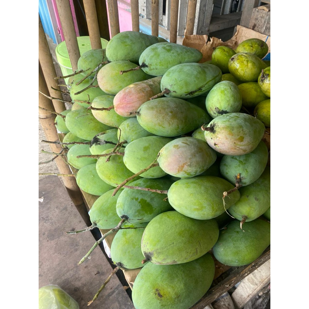 Mangga kiojay / Thailand