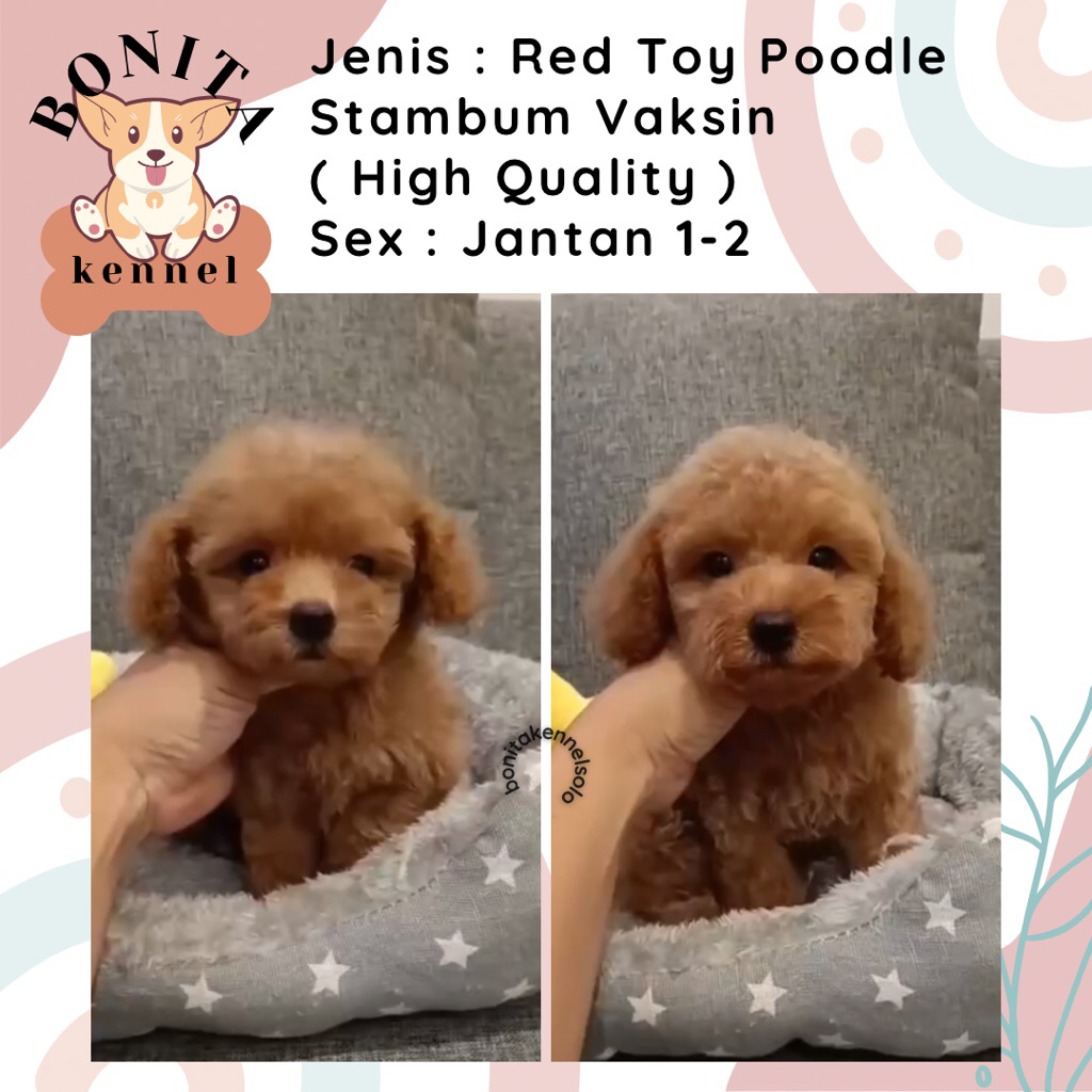 Red Phantom Toy Poodle Stambum Fawn Anak Anjing Poodle Toy Tiny Jantan Betina