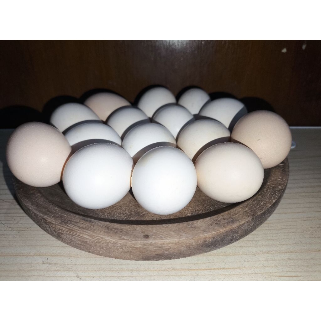 Telur Ayam Kampung fertil