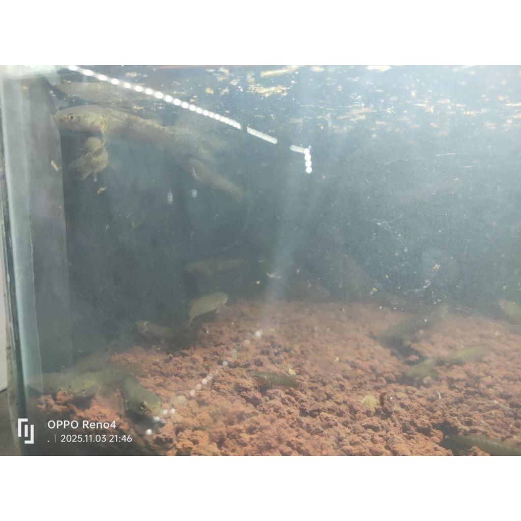 Limbata Ukuran 10-15 Cm