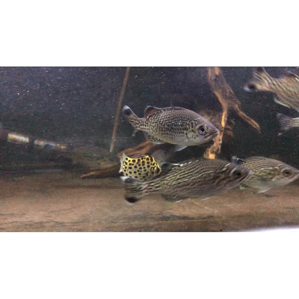 ikan jungle perch / kuhlia rupetris