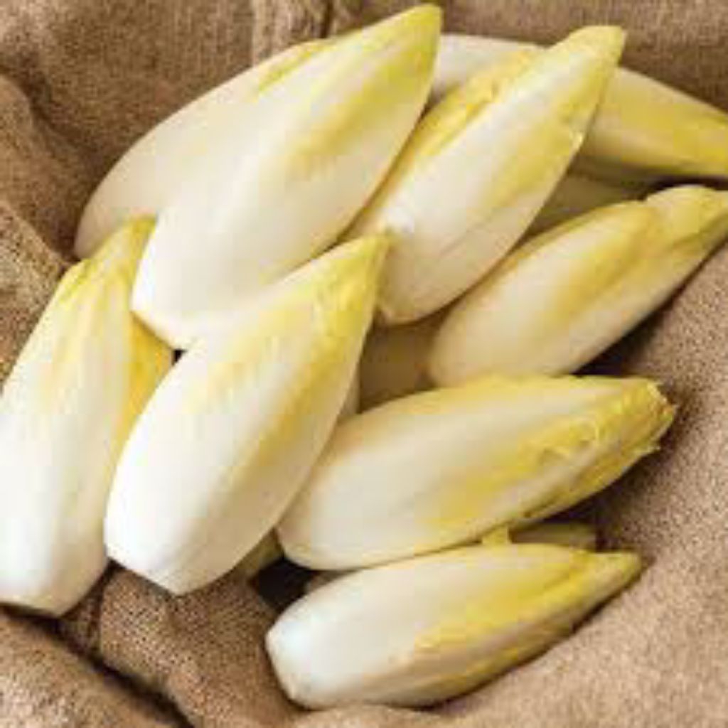 ( 50 butir ) biji/benih endive belgian