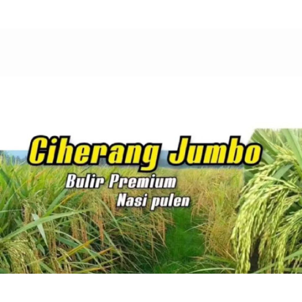 BENIH PADI CIHERANG JUMBO KEMASAN 5KG