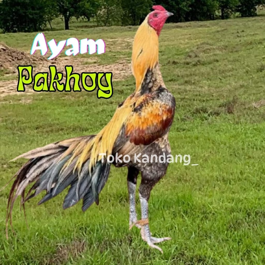 TELUR AYAM PAKHOY FERTIL untuk ditetaskan