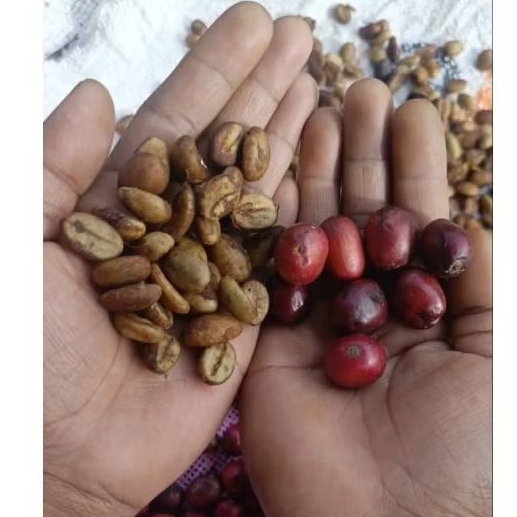 Bibit Semai Kopi Robusta Super Klon Bagio 250 Gram