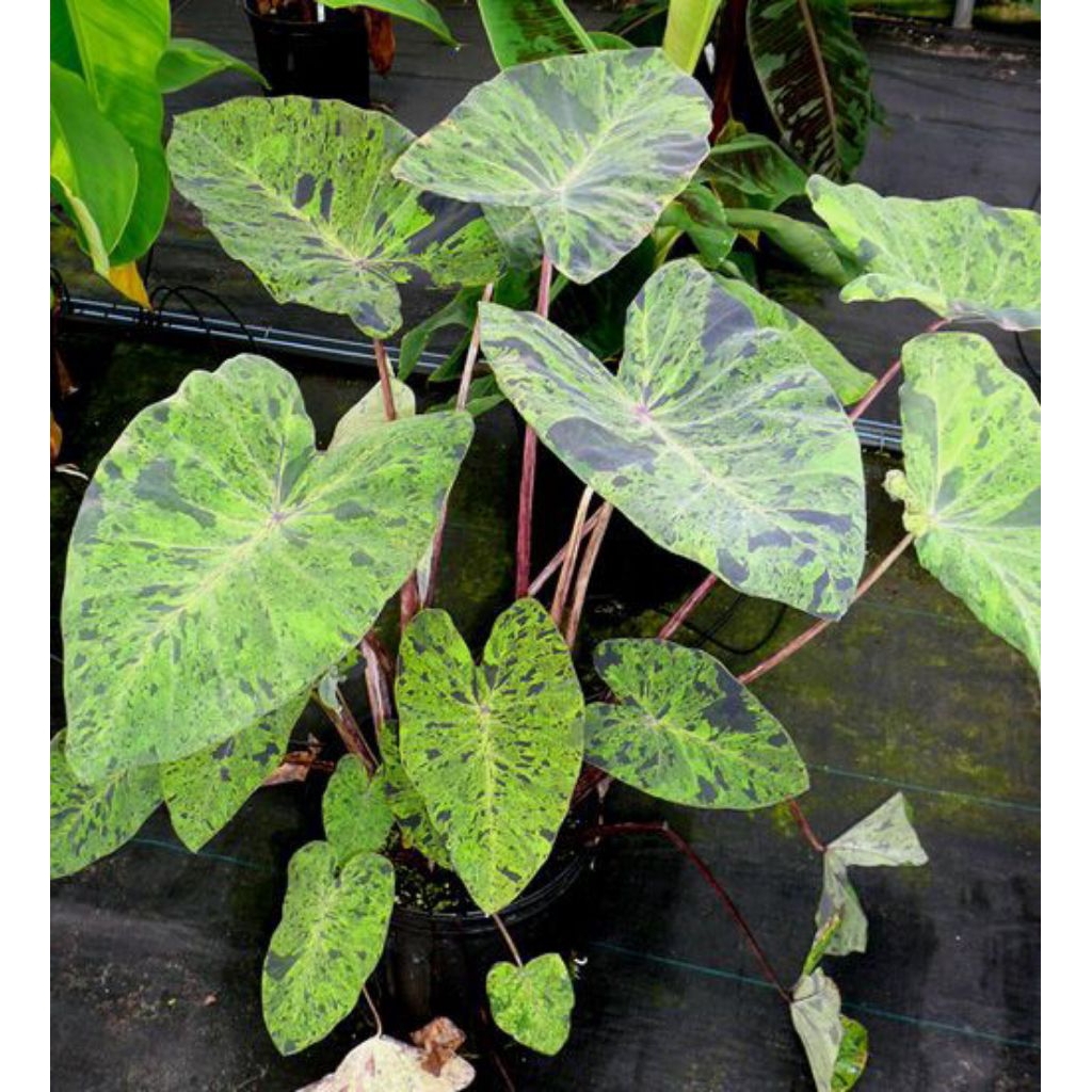 Tanaman Colocasia esculenta 'Mojito',