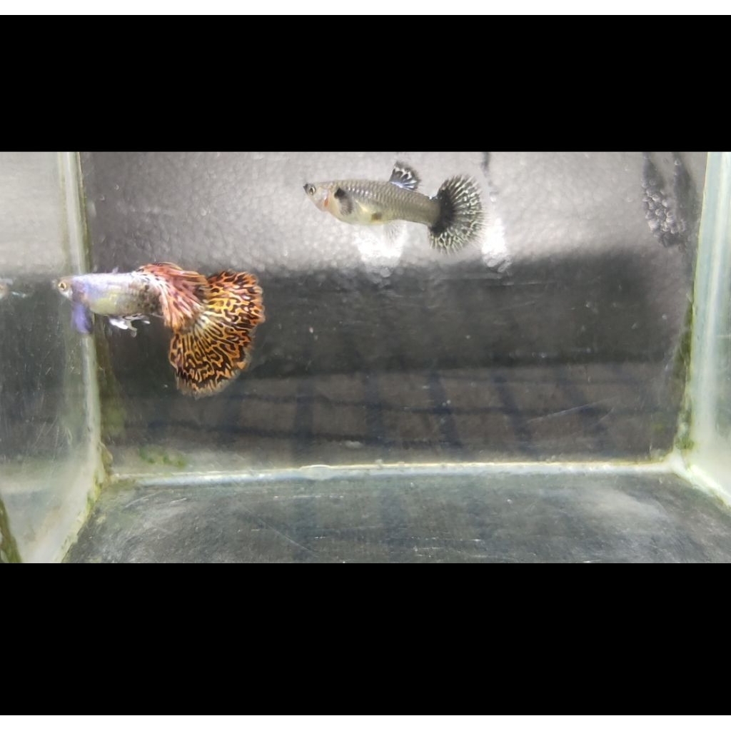 RED DRAGON GUPPY SEPASANG