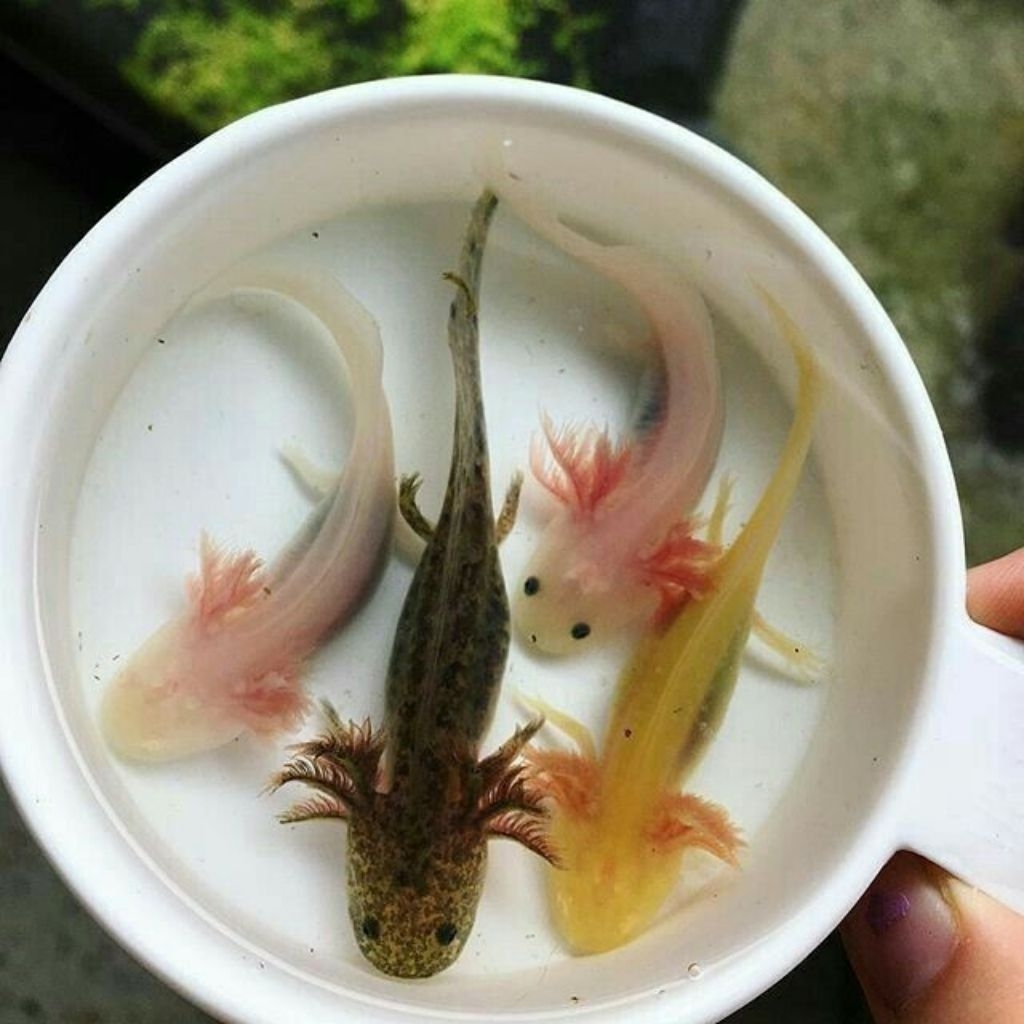 HIASAN-baby axolot/hiasan aquarium