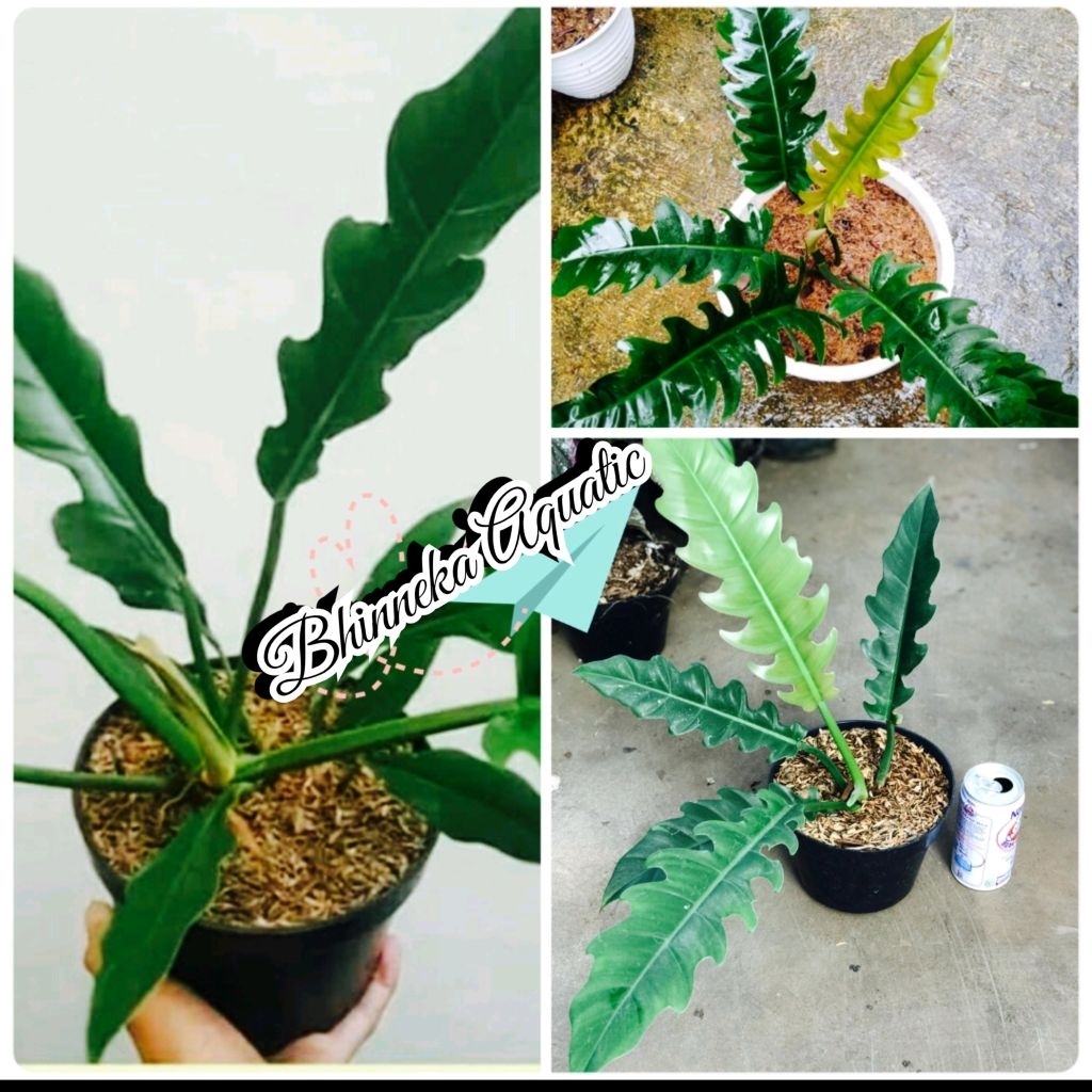 Tanaman Hias Philo Gergaji Philodendron Green Saw Pohon Bunga Murah Ekonomis