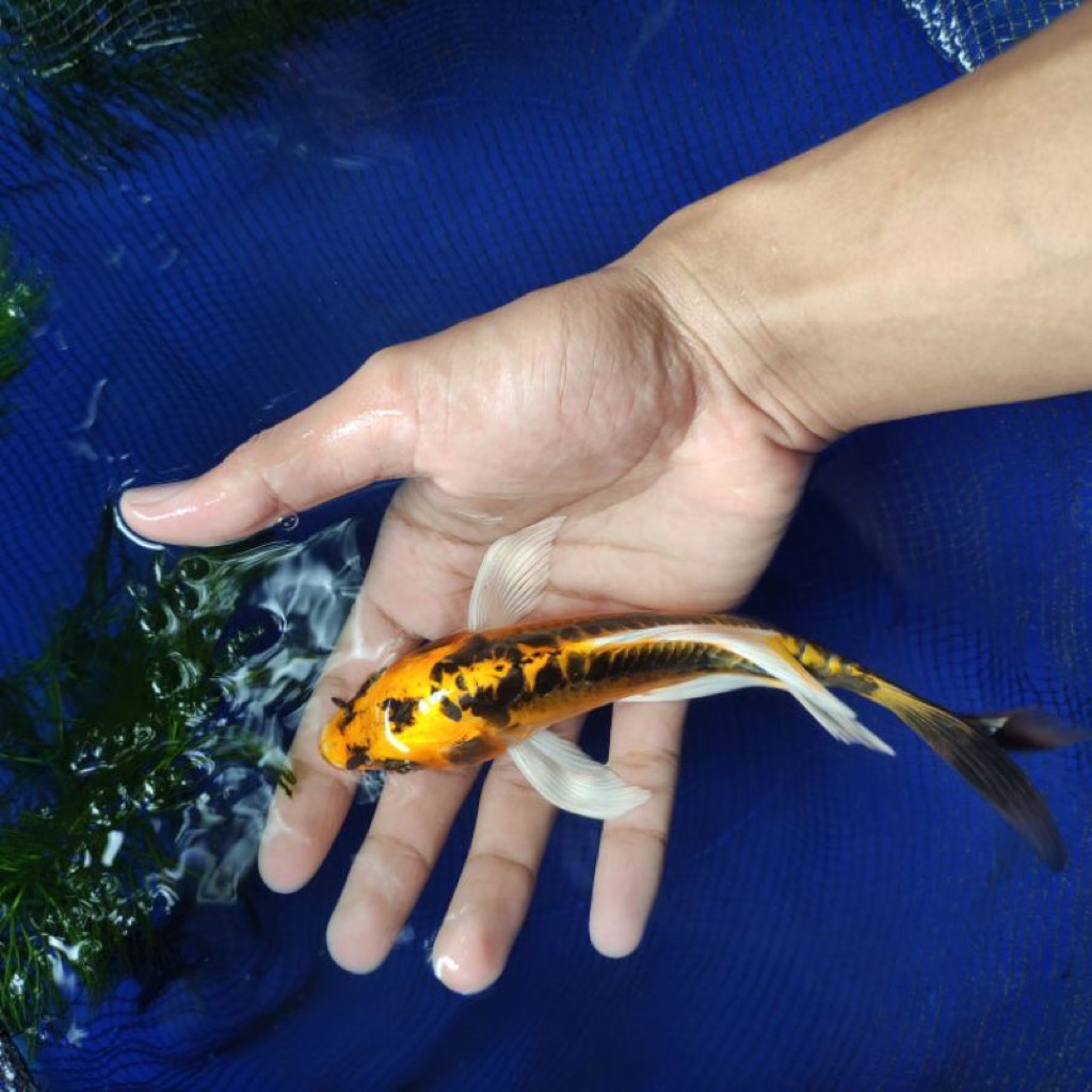 Paket 5 Ekor Koi Metalik Slayer Sisik Naga Size 10-12 cm Bergaransi