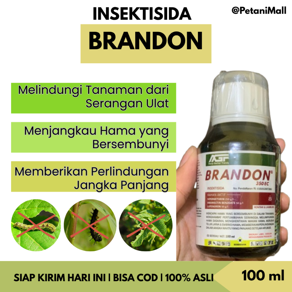 Brandon Insektisida Ampuh Membasmi Ulat Grayak Bawang