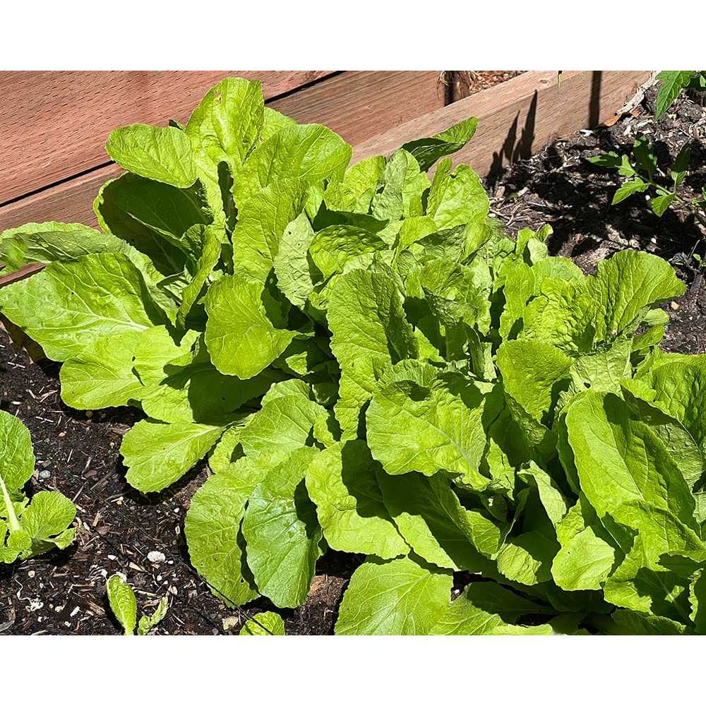 PREMIUM - Bibit Sawi Pahit