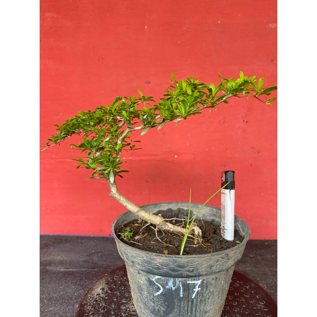 Bahan Bonsai Black Olive sm 7