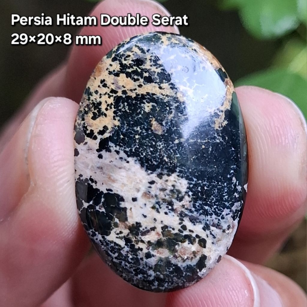 Natural Pirus Persia Hitam Double Serat Full Daging
