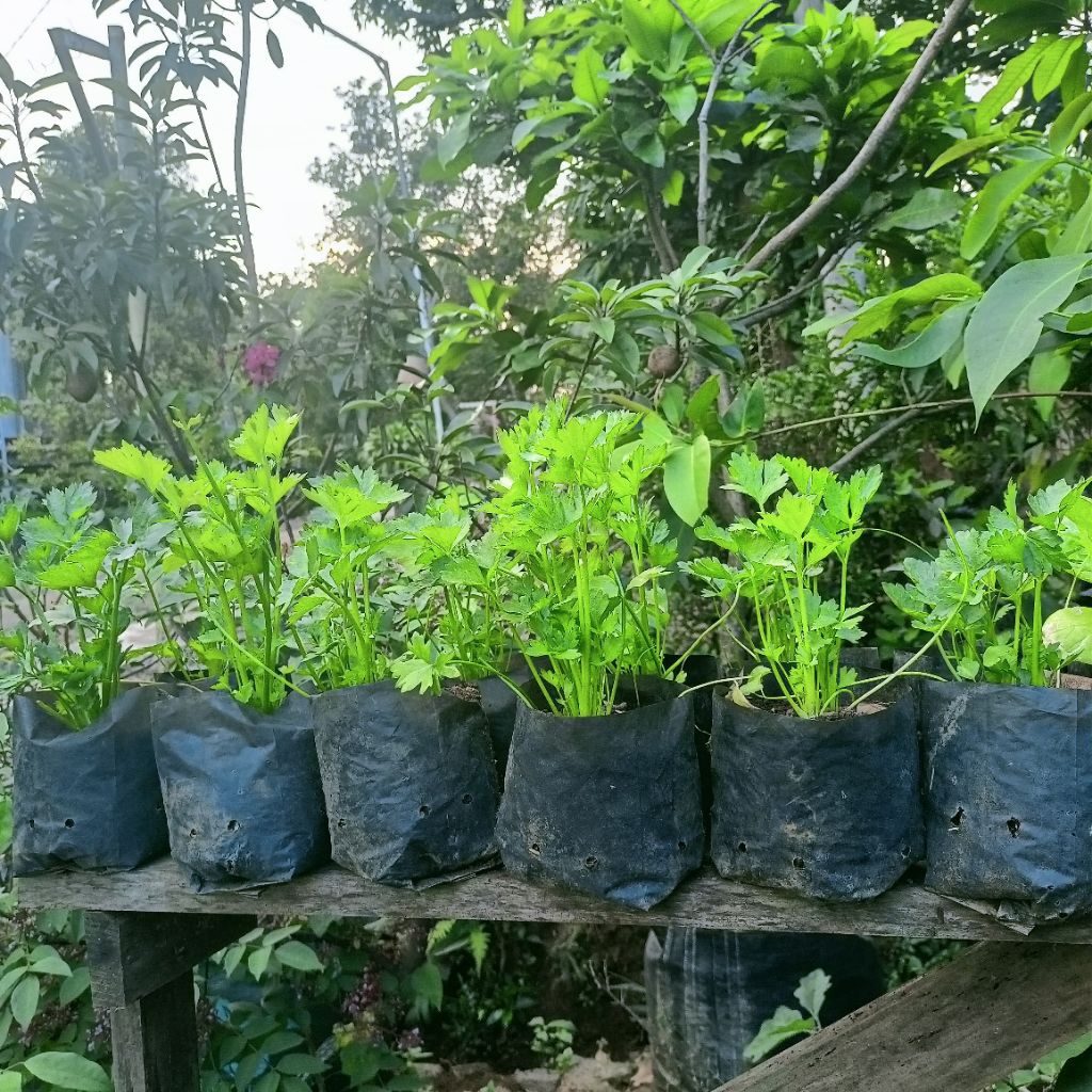 Bibit Sayuran Seledri Siap Tanam Benih Sledri Unggul