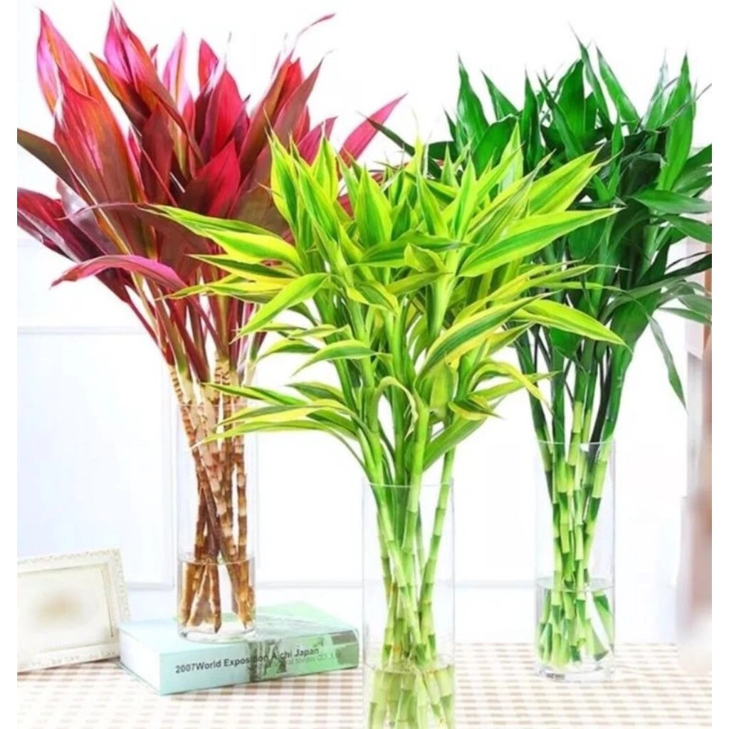 Paket Hemat 3 Tanaman Air Tanaman Hias Sri Rejeki Bambu Hoki Andong Merah dan Sri Rejeki Variegata