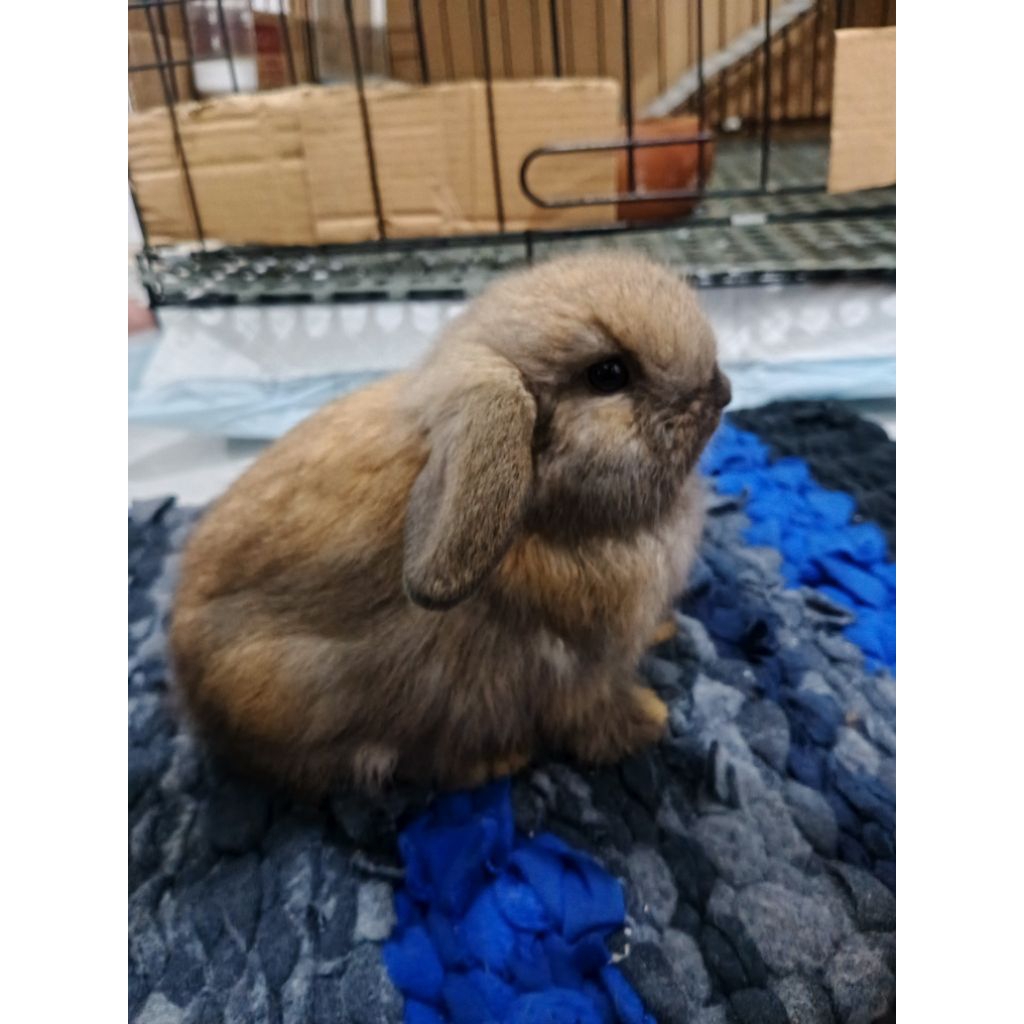 HOLLAND LOP