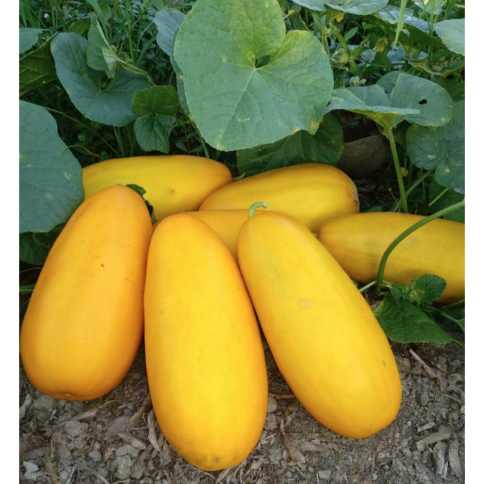 BIBIT TIMUN SURI JUMBO  ISI RATUSAN BIJI  PRODUK  KebunKu_id